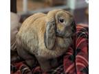 Adopt Hazel/Juniper a Cinnamon, Lop Eared