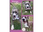 Adopt Margo a American Staffordshire Terrier