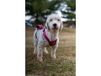 Adopt Shelby a Sheepadoodle