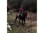 Adopt Dandy a Quarterhorse