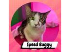 Adopt Speed Buggy a Domestic Short Hair