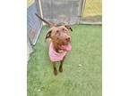 Adopt Nala a American Staffordshire Terrier