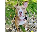 Adopt Apple (Ready for an adventure buddy!) a Staffordshire Bull Terrier