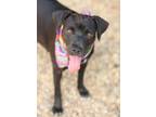 Adopt Tillie a Black Labrador Retriever