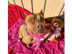 Adopt Holly a Pit Bull Terrier