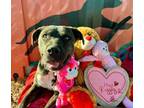 Adopt Cocoa a American Staffordshire Terrier, Labrador Retriever