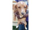 Adopt Brandy local April 26th, 27th &28th a Beagle