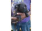 Adopt Rebecca local April 26th, 27th &28th a Black Labrador Retriever