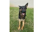 Adopt cookie** a German Shepherd Dog