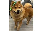 Adopt Jolie a Chow Chow