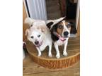 Adopt Daisy and Pooch BONDED must stay together a Beagle, Mixed Breed