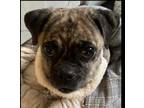 Adopt Tootsie a Pug, Mixed Breed