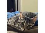 Adopt Hijinks (aka Jinx) a Tabby, Domestic Short Hair