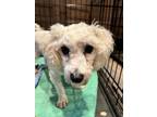 Adopt Love a Bichon Frise