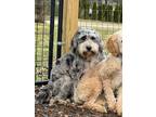 Adopt Juvilee a Bernedoodle, Old English Sheepdog