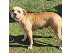 Adopt Little Girl/Miss Jackie a Boxer, Mixed Breed