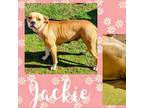 Adopt Little Girl/Miss Jackie a Boxer, Mixed Breed