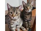 Adopt Java & Mr. Bean a Domestic Short Hair, Tabby