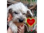 Adopt Gracie a Yorkshire Terrier, Lhasa Apso