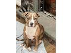 Adopt Lola a American Staffordshire Terrier