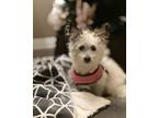 Adopt Romie - Little Lady a Terrier, Morkie