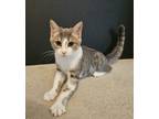 Adopt Ellie a Domestic Short Hair