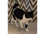 Adopt Amphora a Domestic Short Hair