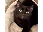 Adopt Nelly a Domestic Short Hair