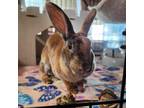 Adopt Birdie a Mini Rex