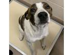 Adopt [phone removed]"Trailer Swift" a Jack Russell Terrier