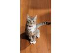 Adopt Angelina a Tabby