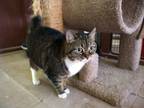 Adopt Miley (with Molly) a Domestic Short Hair