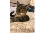 Adopt Petunia a Domestic Short Hair