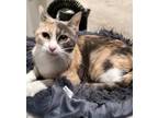 Adopt Coop a Calico