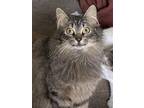 Adopt Cozette a Domestic Medium Hair, Norwegian Forest Cat