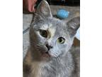 Adopt Pippa a Dilute Tortoiseshell, Domestic Short Hair