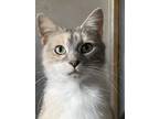 Adopt Essa a Domestic Short Hair, Dilute Calico