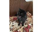 Adopt Ashley-FIV Positive a Persian