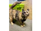 Adopt Katy Purry a Tortoiseshell, Domestic Short Hair