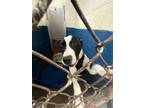 Adopt Abby a Bull Terrier