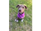 Adopt Maki a Catahoula Leopard Dog