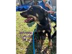 Adopt Velvetine a Black and Tan Coonhound