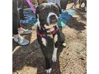 Adopt Smiley a Boston Terrier, Black Labrador Retriever