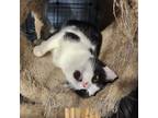 Adopt Panda a American Shorthair