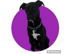 Adopt Violet a Labrador Retriever, Mixed Breed