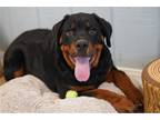 Rottweiler Puppy for sale in Springfield, MO, USA