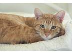 Adopt Marshal a Domestic Short Hair