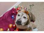 Adopt Sparkles a American Staffordshire Terrier