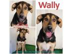 Adopt Wally a Shepherd