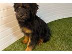 Aussiedoodle Puppy for sale in South Bend, IN, USA